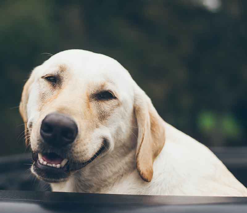 gràcies_newsletter_veterinari_dosrius_gos_gat