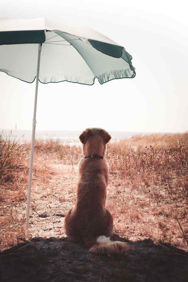 cop-de-calor-gos-gat-estiu-veterinari