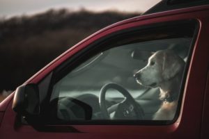 golpe-de-calor-gos-perro-gato-estiu-sintomas-primeros-auxilios