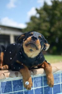 golpe-de-calor-perros-gato-verano-estiu-simptomes-primeros-auxilios