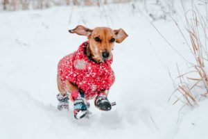 fred_frio_perro_gos_temperatura_abrigo_abric