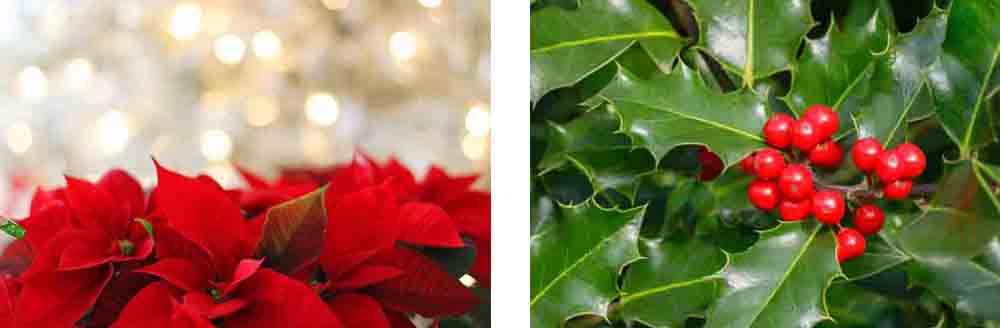 grevol_acebo_flor_pascua_pasqua_navidad_nadal_gos_perro_gat_gato