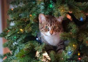 nadal_navidad_gato_gat_peligro_perill