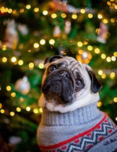 nadal_navidad_perro_gos