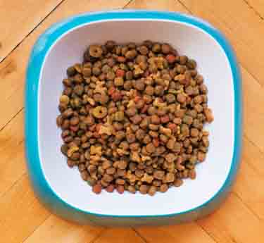 alimentacio_alimentacion_perro_gos_gato_gat_canina_felina