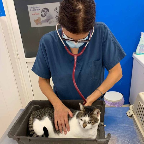 Vacuna_veterinaria_vacunacio_veterinari_dosrius