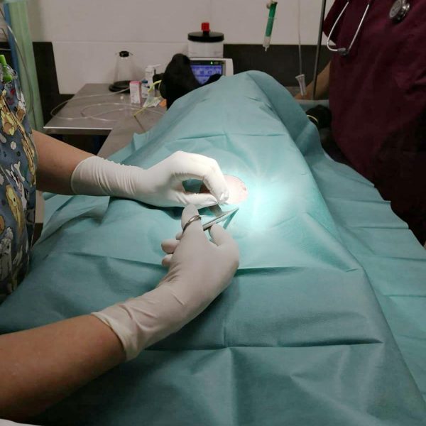 cirurgies_gos_gat_veterinari_trauma_especialitat