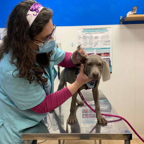 visita_veterinaria_hospitalitzacio_veterinari_dosrius