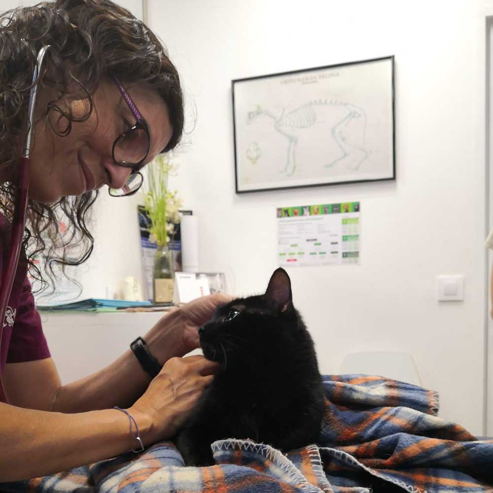 medicina_veterinaria_prevencio_gos_gat_vet_dosrius
