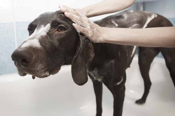 bany antiparasitari bany_baño_antiparasitari_dosrius_perruqueria_peluqueria_dosrius_canina_felina