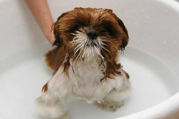 bany hidratant dosrius bany_baño_hidratant_dosrius_perruqueria_peluqueria_dosrius_canina_felina