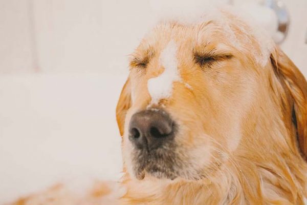 bany terapèutic dosrius bany_baño_terapeutico_dosrius_perruqueria_peluqueria_dosrius_canina_felina