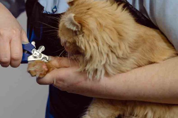 cortar uñas veterinario tallar_cortar_uñas_ungles_veterinari_gat_gos_perro_gato