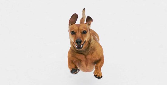 newsletter_veterinari_dosrius_gos_gat