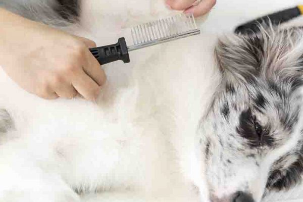 pelu canina perruqueria_peluqueria_dosrius_canina_felina_gos_gat_perro_gato