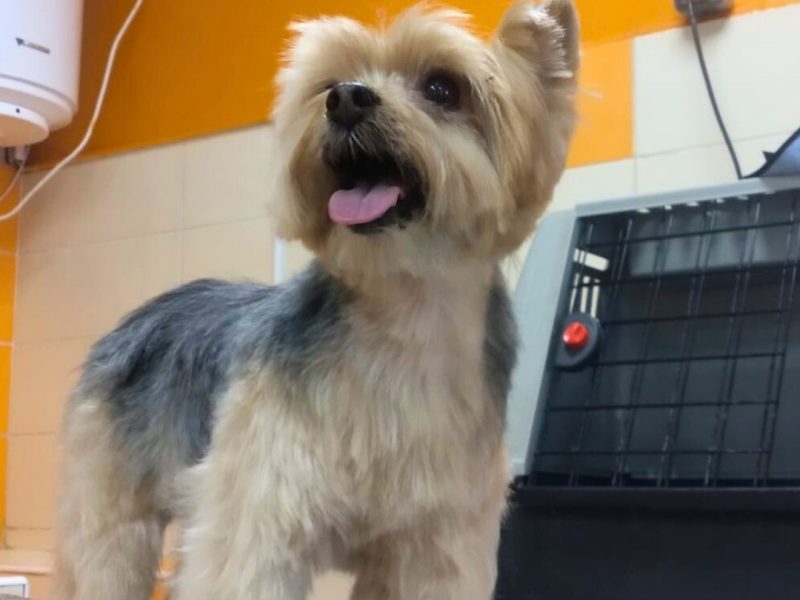 perro-peluqueria