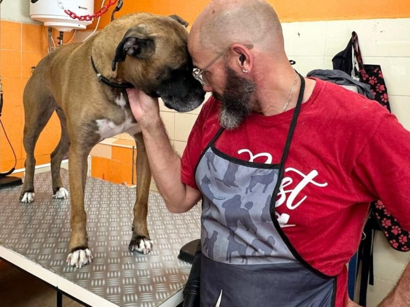 perruqueria-canina-perros-gatos