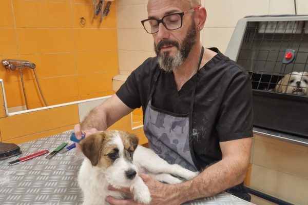 perruqueria-canina-felina-dosrius