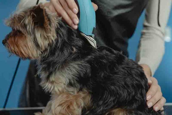 servei perruqueria tallar maquina perruqueria_peluqueria_tallar_cortar_maquina_gos_gat_perro_gato