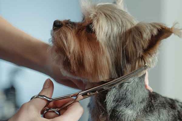 servei perruqueria veterinari servei_perruqueria_canina_felina_veterinari_dosrius