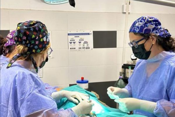 veterinari-dosrius